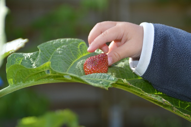 a hand grabbing a strawberry from a leaf